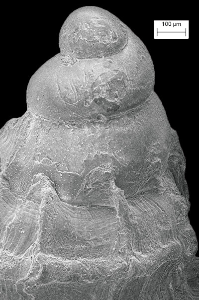 Favartia macgintyi (M. Smith, 1938) Fossil