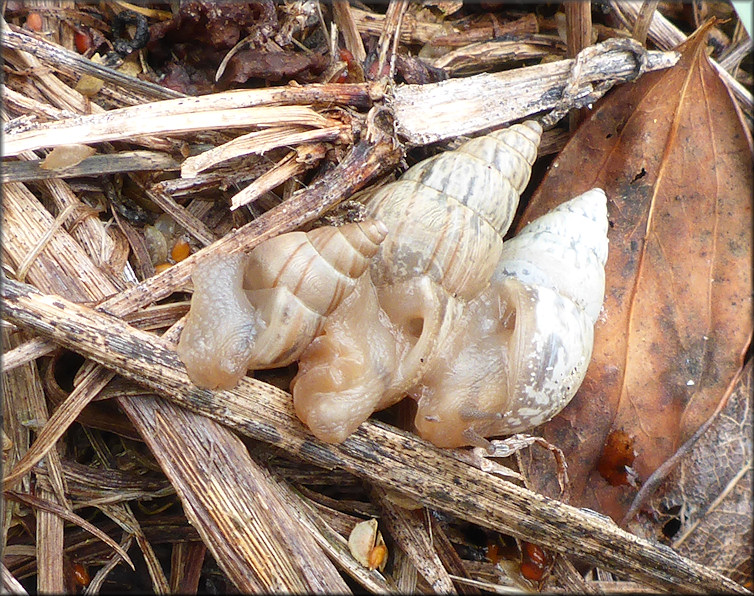 Bulimulus sporadicus (d’Orbigny, 1835)