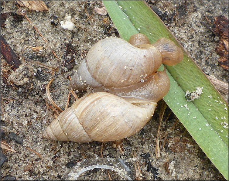 Bulimulus sporadicus (d’Orbigny, 1835)