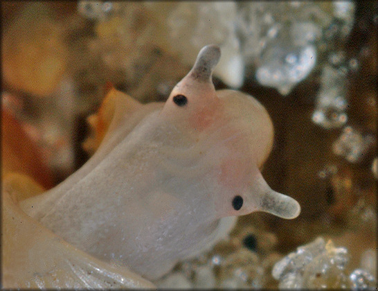 Truncatella caribaeensis Reeve, 1842 Caribbean Truncatellaa