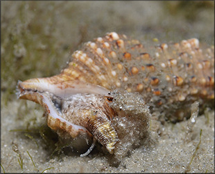 Cerithium atratum (Born, 1778) Dark Cerith