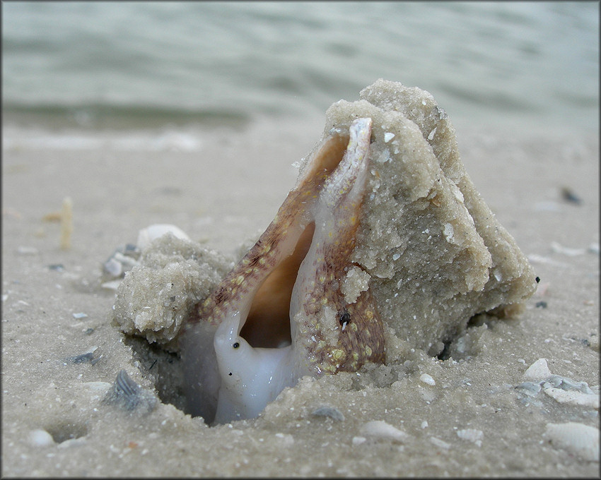 Ficus papyratia (Say, 1822) Atlantic Figsnail