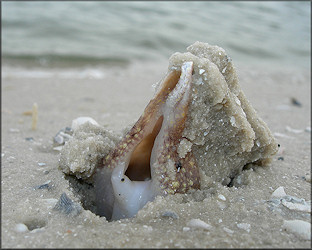 Ficus  papyratia (Say, 1822) Atlantic Figsnail