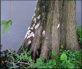 Pomacea Egg Clusters Deposited On Lakeside Tree
