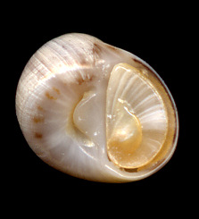 Tectonatica pusilla (Say, 1822) Miniature Moonsnail