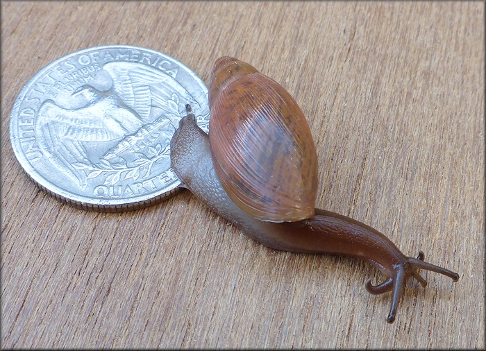 Euglandina rosea (Frussac, 1821) Juvenile