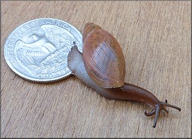 Euglandina rosea (Frussac, 1821) Juvenile