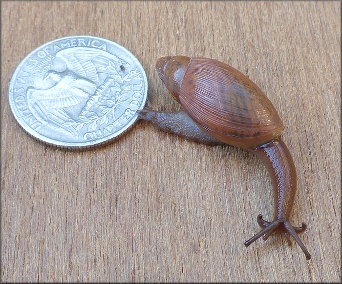 Euglandina rosea (Frussac, 1821) Juvenile