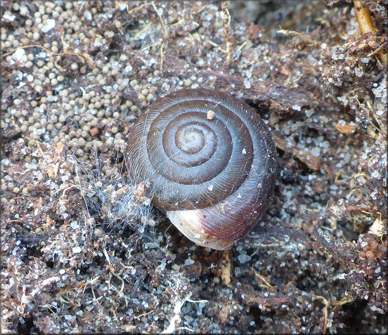 Triodopsis species "Florida Scrub Threetooth" In Situ