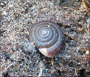 Triodopsis species "Florida Scrub Threetooth" In Situ