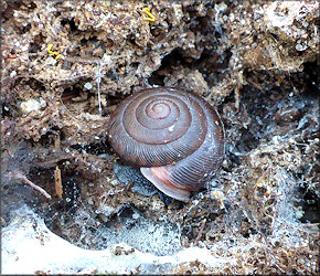 Triodopsis species "Florida Scrub Threetooth" In Situ