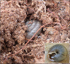 Triodopsis species "Florida Scrub Threetooth" In Situ