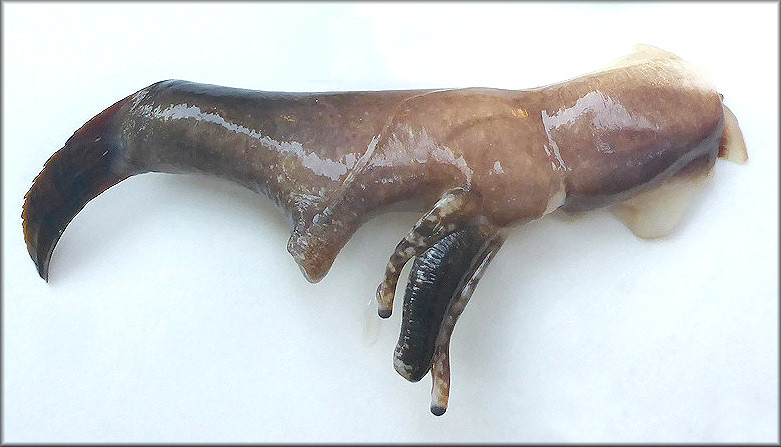 Strombus alatus Gmelin, 1791 Florida Fighting Conch Extracted Animal