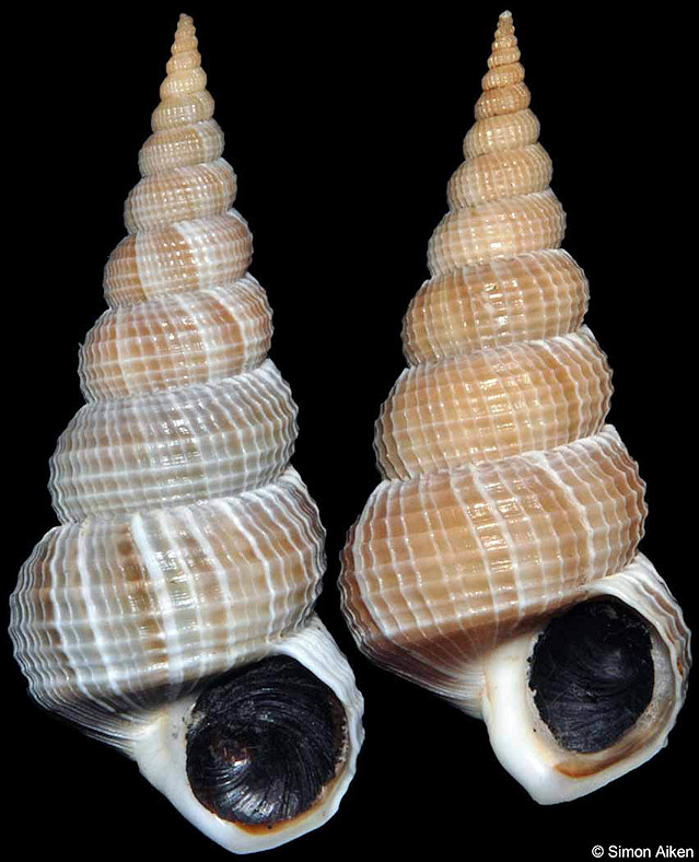 Amaea ferminiana (Dall, 1908)