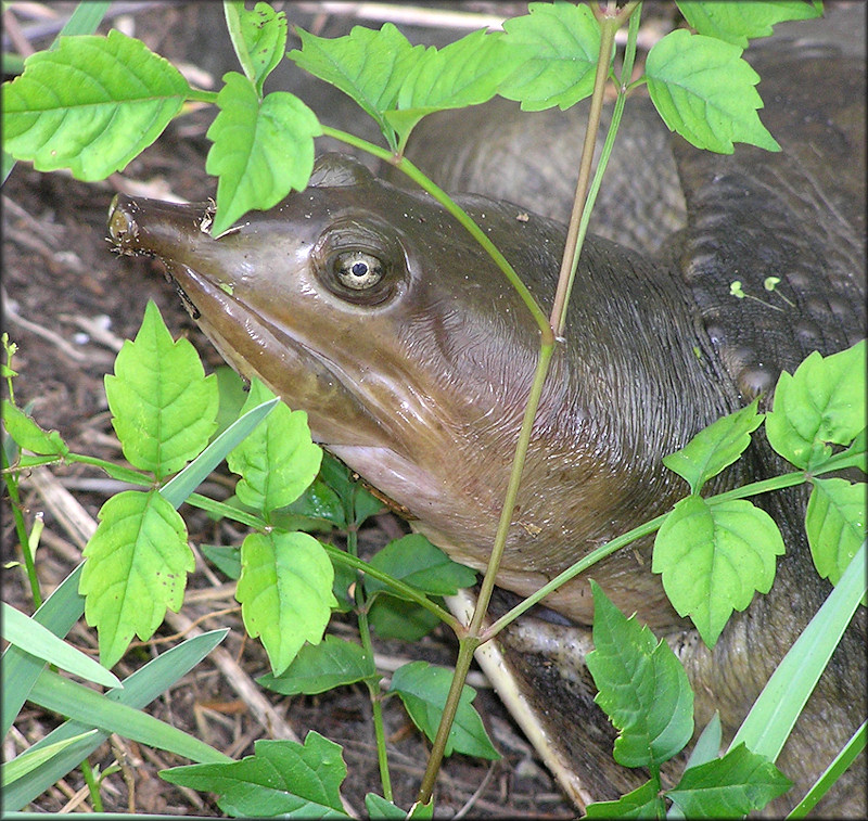 Florida Softshell Turtle [Apalone ferox]