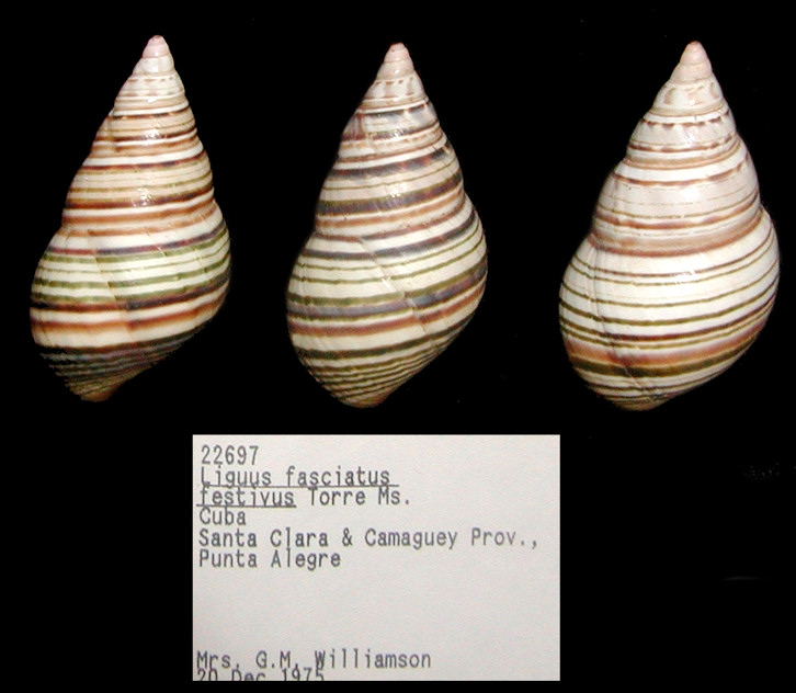 Liguus fasciatus judasense Jaume, 1952