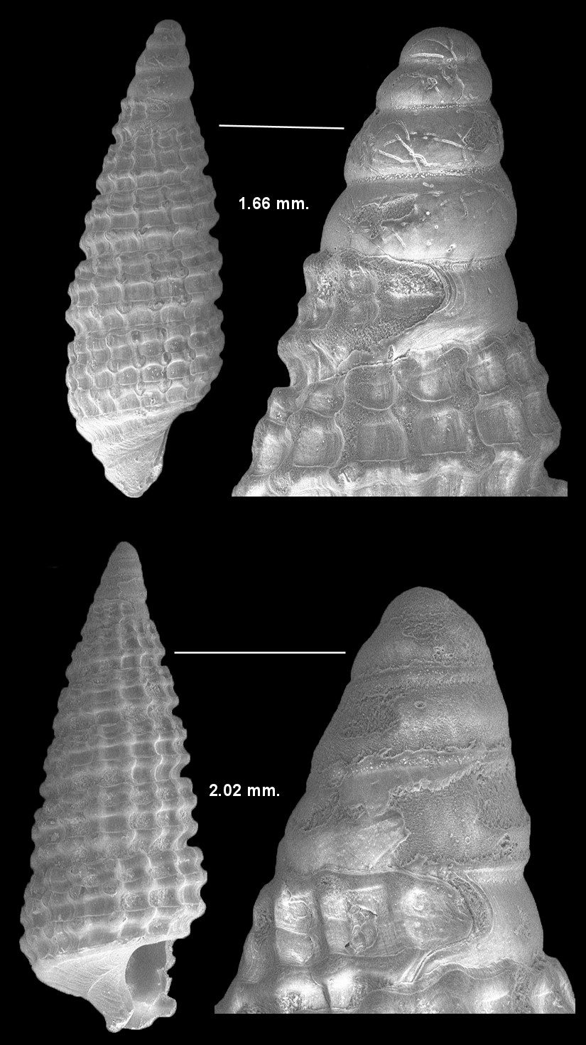 Cerithiopsis aimen Roln and Espinosa, 1996