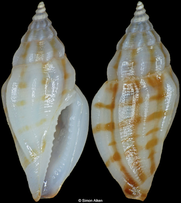 Eucithara species A