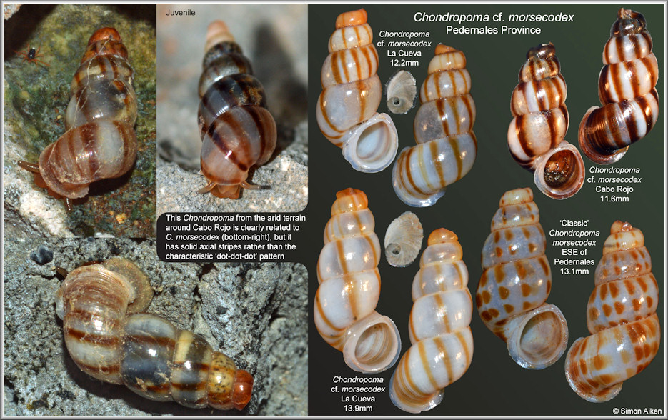 Chondropoma morsecodex Watters, 2012