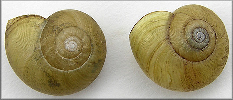 Mesomphix globosus (MacMillan, 1940) Globose Button