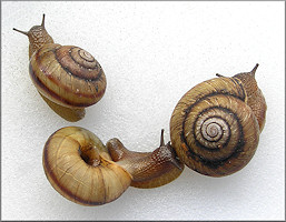 Anguispira kochi (L. Pfeiffer, 1846) Banded Tigersnail