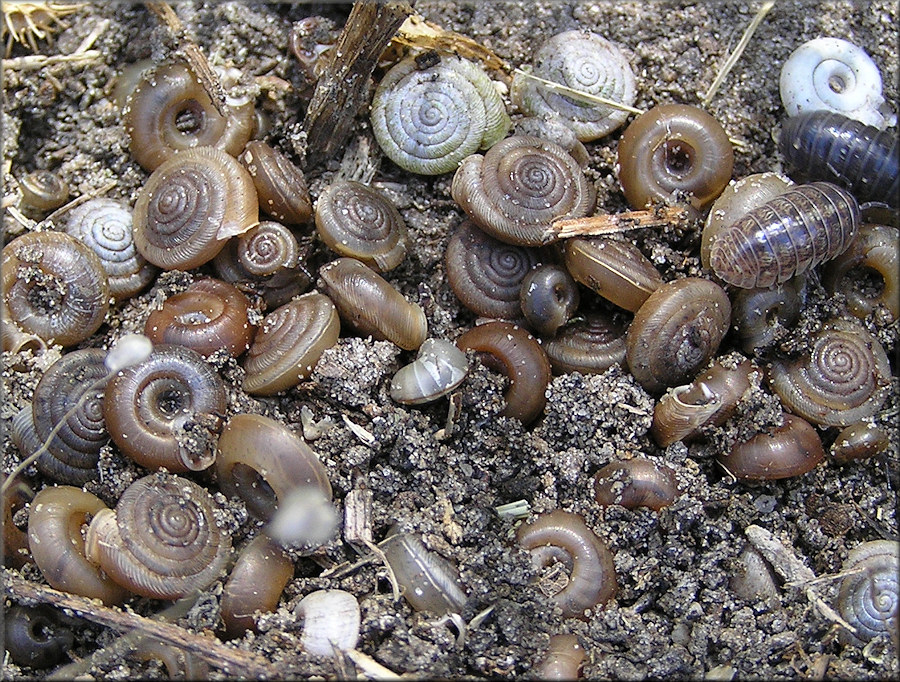 Polygyra cereolus (Mhlfeld, 1816) Southern Flatcoil