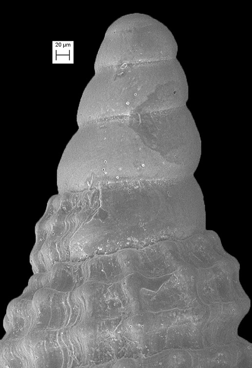 Cerithiopsis parvada Roln, Espinosa, and Fernndez-Garcs, 2007