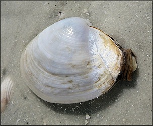 Anatina anatina (Spengler, 1802) Smooth Duckclam