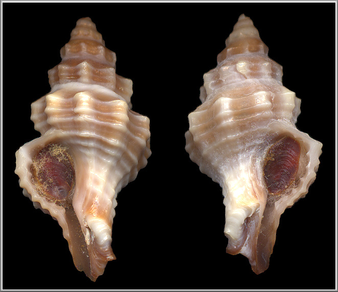 Sinistral Calotrophon ostrearum (Conrad, 1864)