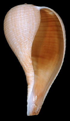 Ficus  papyratia (Say, 1822) Atlantic Figsnail