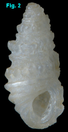 Pyramidelloides miranda (A. Adams, 1861)