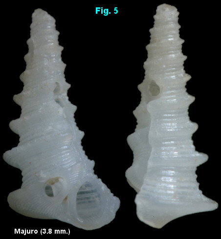 Bacula morisyuichiroi (Habe, 1968)