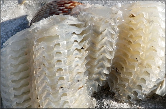 Ficus  papyratia (Say, 1822) Atlantic Figsnail Egg Cases