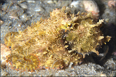 Octopus filosus Howell, 1867 "Caribbean Two-spot Octopus"