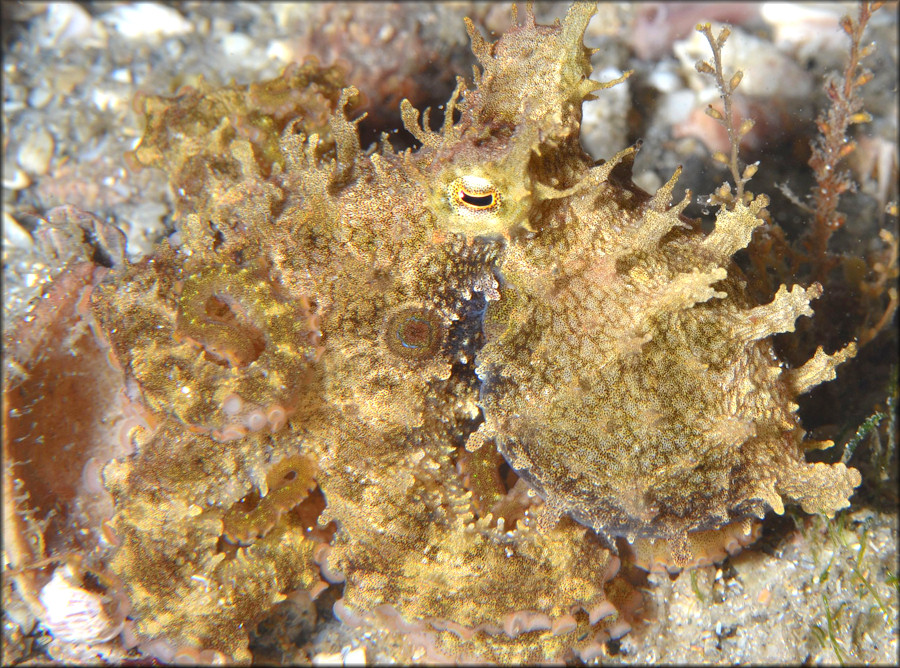 Octopus filosus Howell, 1867 "Caribbean Two-spot Octopus"