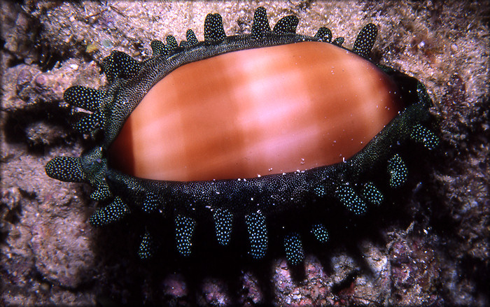 Talparia talpa (Linnaeus, 1758)