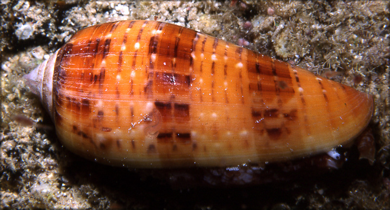 Conus dusaveli (H. Adams, 1872) Living Specimen