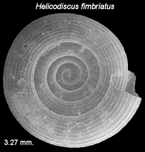  Helicodiscus fimbriatus Wetherby, 1881 Fringed Coil