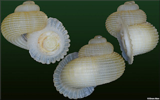 Annularia fimbriatula (G. B. Sowerby I, 1825)