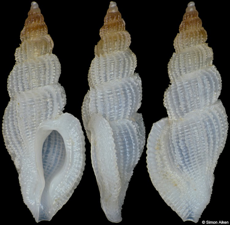 Daphnellopsis fimbriata (Hinds, 1843)