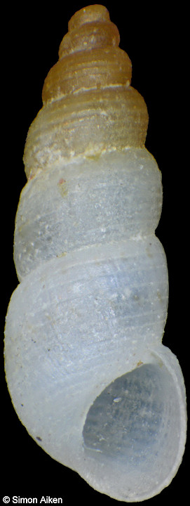 Finella rufocincta (A. Adams, 1861)