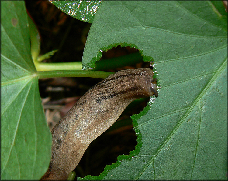 Leidyula floridana (Leidy, 1851) Florida Leatherleaf