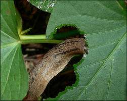 Leidyula floridana (Leidy, 1851) Florida Leatherleaf)