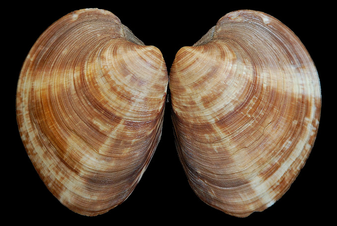 Mercenaria mercenaria (Linnaeus, 1758) Northern Quahog Unusual Pattern