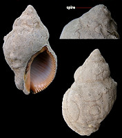Stramonita haemastoma (Linnaeus, 1767) Florida Rocksnail With Bryozoan Colony