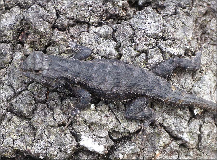 Florida Scrub Lizard [Sceloporus woodi]