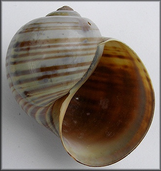 Pomacea flagellata flagellata (Say, 1827)