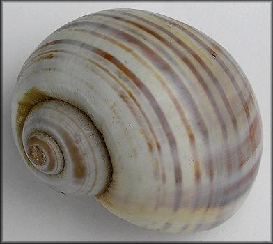 Pomacea flagellata flagellata (Say, 1827)