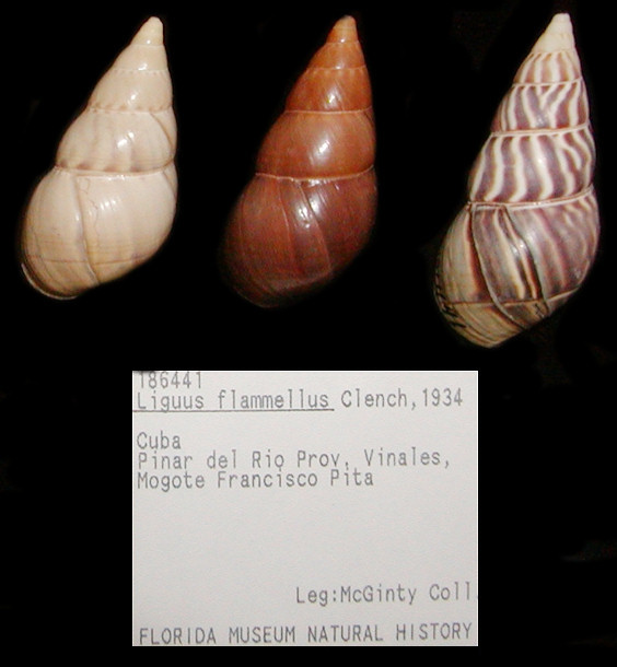 Liguus flammellus Clench, 1934