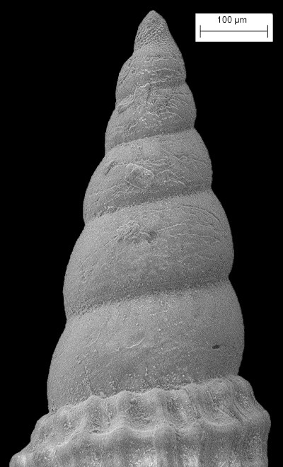 Cerithiopsis flava (C. B. Adams, 1850) Yellow Miniature Cerith